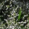 Chamaesyce hypericifolia 'Diamond Frost'2